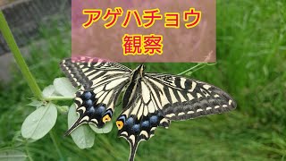 アゲハチョウ観察 #アゲハチョウ #アゲハ蝶 #蝶々 #昆虫観察