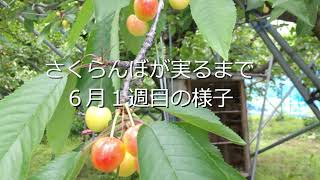 【佐藤錦 紅秀峰】さくらんぼ 生育状況 2021 果実の着色が進んでおります