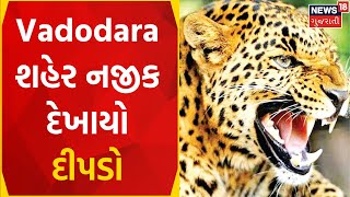 Leopard In Vadodara : Vadodara શહેર નજીક દેખાયો દીપડો | Wild Animals | News In Gujarati