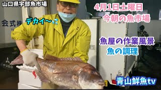 【まあまあです🐟】【特大天然タイ】【魚の調理】今朝の魚市場4月1日土曜日の水揚げ状況