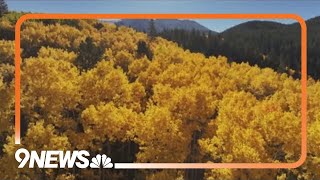 Here's the science behind Colorado's vibrant fall colors