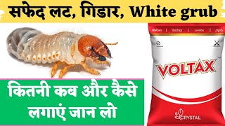 white grub का नियन्त्र कैसे करें || @TfarmingGyan