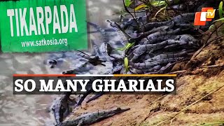 32 Gharial Hatchlings Washed Away In Mahanadi Floodwater | OTV News