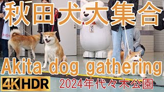 天然記念物「秋田犬」忠犬ハチ公生誕101年で大集合 Akita dog gathering #秋田犬 #Akita dog