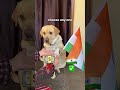 republic day ❤️ labra rubi youtubeshorts shorts labrador dog cute republicday trending