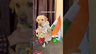 Republic day ❤️ || labra rubi || #youtubeshorts #shorts #labrador #dog #cute #republicday #trending