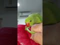 നമ്മുടെ തത്ത ഇത്രയും വളർന്നു birds updates malayalam shortsvideo