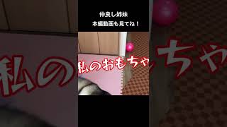 【激動】赤ちゃんとシベリアンハスキーの大好きなおもちゃの取り合い #shorts