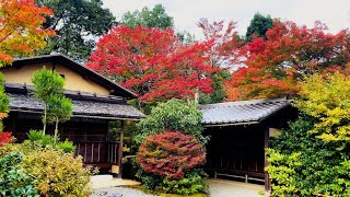 京都観光気分｜Vol 24 美しい絶景が楽しめる紅葉の穴場『光悦寺』をお散歩 青紅葉 京都市北区鷹峯観光地【 kyoto walk JAPAN vlog 4K ASMR 】