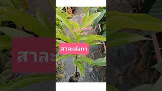 😎M#A1#ต้นสาละลังกา หรือ #ต้นลูกปืนใหญ่#ต้นกล้าสูง25-30เซน 🔥4ต้น180฿🚜#รวมส่ง# #ไอดีไลน์251621007