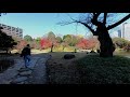 小石川後楽園の紅葉 4k autumn leaves at koishikawa korakuen