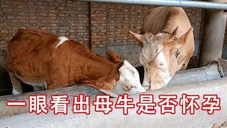 养牛新手学会这几点，一眼看出母牛是否怀孕