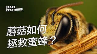 蘑菇如何拯救蜜蜂？| 奇怪動物紀錄片