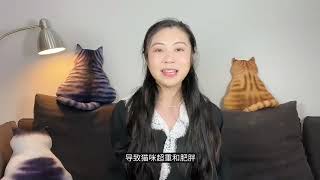 9个常见的猫咪喂食误区，你还在这样喂？小心害了猫！