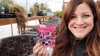 Planting Pansy Seeds 🌿 Garden Answer