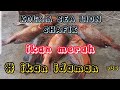 KOLAM SEA LION SHAFIQ # Ikan merah # ikan idaman