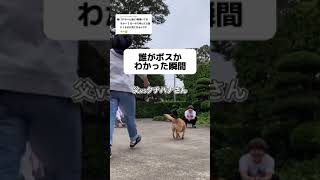 愛犬のボスが誰だか一発でわかる動画#shorts