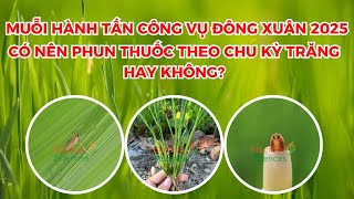 BVN - MUỖI HÀNH TẤN CÔNG VỤ ĐÔNG XUÂN 2025| CÓ NÊN PHUN THUỐC THEO CHU KỲ TRĂNG HAY KHÔNG?