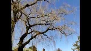 Pruning A Large Willow Tree