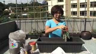 Balcony Bounty Ep 4: Transplanting \u0026 Repotting