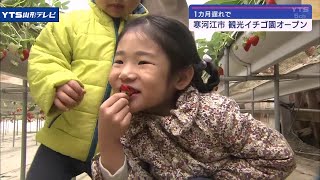 真冬の寒さでもイチゴ狩り 山形・寒河江でオープン