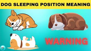 🐶🐕‍🦺🐩 The Secrets Behind Dog Sleeping Positions.🐶🐕‍🦺🐩