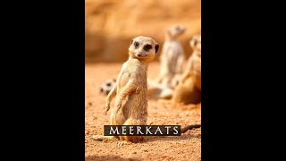 meerkats or suricates |#shorts #animals #meerkats #suricate