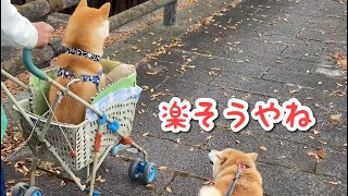 お友達ワンコと一緒に散歩する柴犬マコ