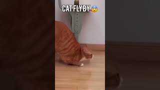 Funny Animal Videos 2023 😂 - Funniest Dogs And Cats Videos 🐱😍 #52