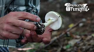 Conoscere i Funghi: Amanita phalloides [ VELENOSO MORTALE ]