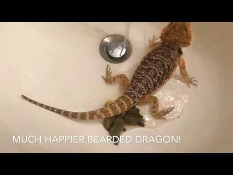 How To Get Your Bearded Dragon To POOP How To Get Your Bearded Dragon To POOP