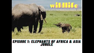 Wildlife | Episode 1: Elephants of Africa & Asia Jungle| Free Documentary Nature| Elephant Behaviour