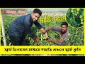 স্মার্ট উদ্যোক্তার দেখাদেখি ''স্মার্ট ১২১৭'' জাতের টমেটো চাষ করে জীবনের সেরা ফলন পেলেন এক কৃষক