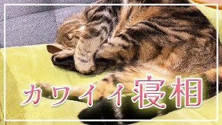 【ほっけ】何この寝相…可愛すぎるんですけど…【アメショ】