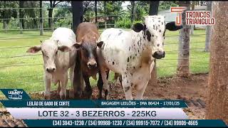 LOTE 32  - 3 BEZERROS  - 225KG  - LEILÃO DE GADO DE CORTE - BAGAGEM LEILÕES - 17/01/2025 🐂