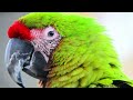 birds of costa rica 4k