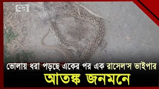 ভোলায় লোকালয়ে মিলছে রাসেল'স ভাইপার; আতঙ্ক ছড়িয়ে পড়ছে মানুষের মাঝে | Russel's Viper | Ekattor TV