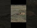 🦁Lion vs Hippo By Wild Battles