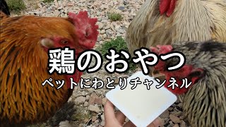 【ブラマ】やっぱり豆腐が好き♡【世界最大級の鶏】