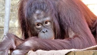 第1放飼場から帰宅拒否したチェリア・オランウータン　2023/10/13