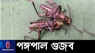 টেকনাফে 'পঙ্গপাল সদৃশ' পতঙ্গগুলো পঙ্গপাল নয় || Locust Alert