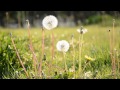 【植物　鑑賞】たんぽぽ 綿毛　at otaru　北海道