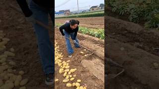 Potato Farming New Techniques - #shorts #PotatoFarming #agriculture #viaralshort