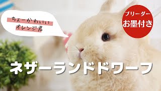 超絶カワイイ！ネザーランドドワーフ【うさぎ専門店monLapin】