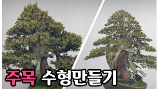 [금현분재]  주목 분재 수형 만들기 Yew Bonsai Styling /분재/盆栽/Bonsai/cây cảnh