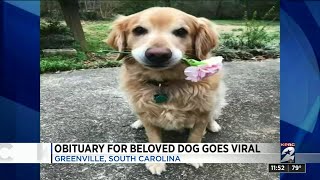 Obituary for beloved dog goes viral