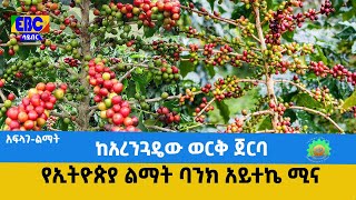 አፍላገ-ልማት | ከአረንጓዴው ወርቅ ጀርባ የኢትዮጵያ ልማት ባንክ አይተኬ ሚና Etv | Ethiopia | News