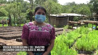 Sanmartineca Emprendedora nos cuenta como nace el Vivero Guerra en San Martin Jilotepeque