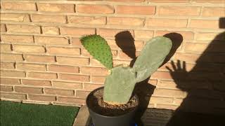 Pflege des echten Feigenkaktus   Opuntia Ficus Indica