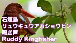 【石垣島のアカショウビン】リュウキュウアカショウビン鳴き声 Ruddy Kingfisher